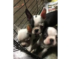3 Male Frenchtons Puppies for Sale