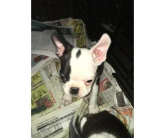 3 Male Frenchtons Puppies for Sale - 2