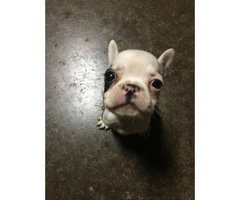 3 Male Frenchtons Puppies for Sale - 4