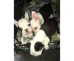 3 Male Frenchtons Puppies for Sale - 5