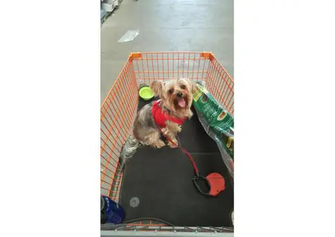Very Sweet Silky Terrier looking for a quiet home