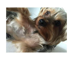 Very Sweet Silky Terrier looking for a quiet home