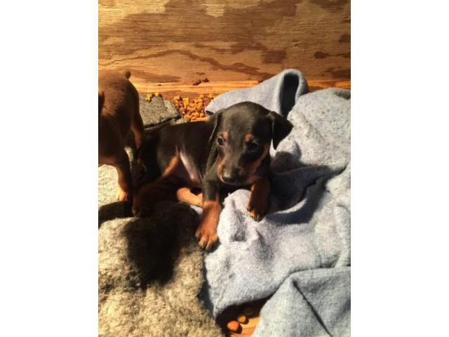 5 Miniature Pinscher Puppies Ckc Reg Jackson Puppies For Sale Near Me 