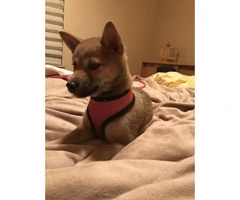 Female Shiba inu puppy for sale