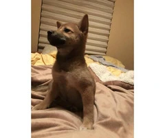 Female Shiba inu puppy for sale - 4