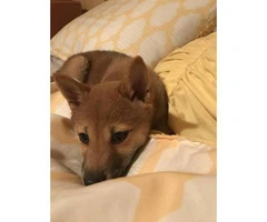 Female Shiba inu puppy for sale - 5