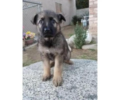 AKC German Shepherd Puppies - 8 Available - 4