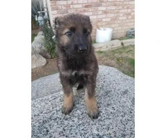AKC German Shepherd Puppies - 8 Available - 6