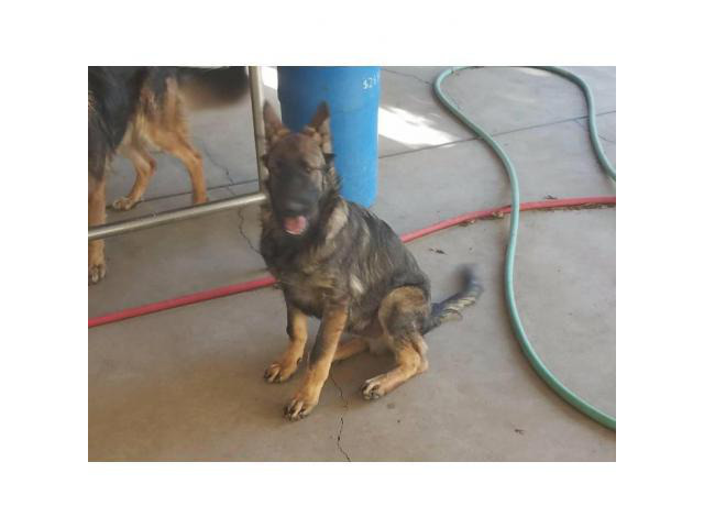 Glamorous Akc German Shepherd Puppies Michigan Photos