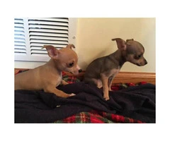 Chihuahua puppies for sale in Chicago