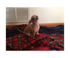 Chihuahua puppies for sale in Chicago