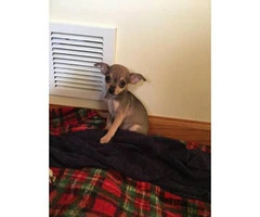 Chihuahua puppies for sale in Chicago