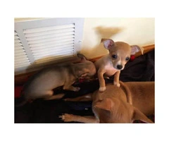 Chihuahua puppies for sale in Chicago