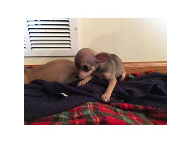 Chihuahua puppies for sale in Chicago in Chicago, Illinois