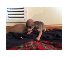 Chihuahua puppies for sale in Chicago