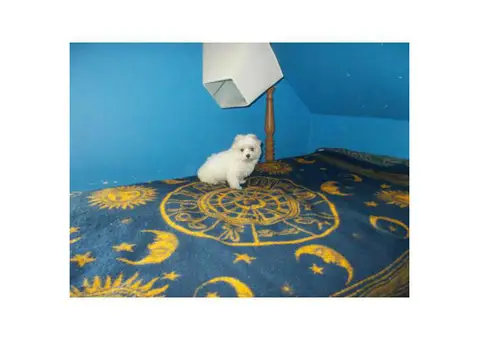 Hypoalergenic White Maltese Puppies