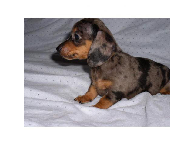 Miniature Dachshund puppies for sale in Dallas, Texas