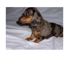 Miniature Dachshund puppies for sale - 1