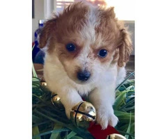 3 Female left toy poodle puppies