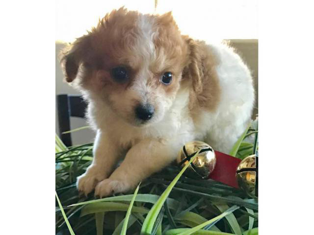 3 Female left toy poodle puppies in Phoenix, Arizona - Puppies for Sale