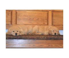 Sweet and adorable Golden retriever puppy - 4