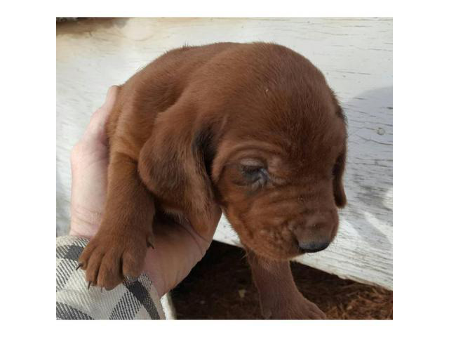 44 Top Photos Redbone Coonhound Puppies For Sale - Redbone Coonhound Puppy For Sale Near Ocala Florida 517f21fd 23b1