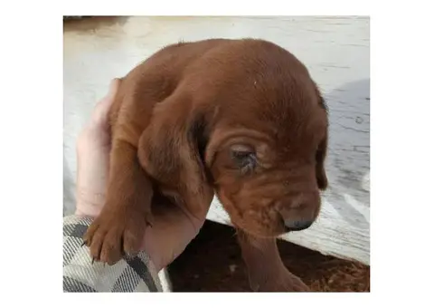 Redbone Coonhound Puppies for Christmas