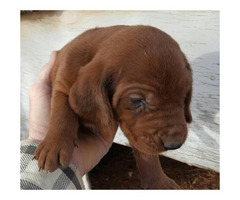 redbone coonhound adoption