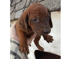 Redbone Coonhound Puppies for Christmas - 2