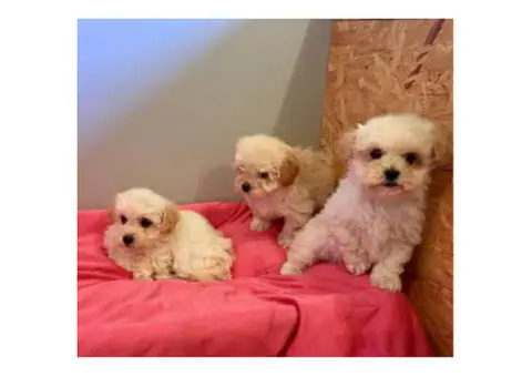 Lhasa-poo puppies for sale 6 Available