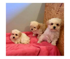 Lhasa-poo puppies for sale 6 Available