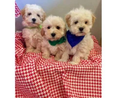 Lhasa-poo puppies for sale 6 Available - 2