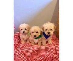 Lhasa-poo puppies for sale 6 Available - 3