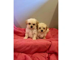 Lhasa-poo puppies for sale 6 Available - 4