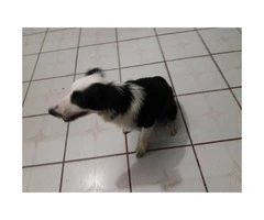 5 month old male border collie puppies - 2