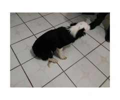 5 month old male border collie puppies - 3