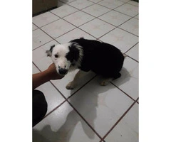 5 month old male border collie puppies - 4