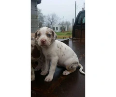 8 Catahoula puppies for sale - 3