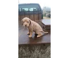 8 Catahoula puppies for sale - 4
