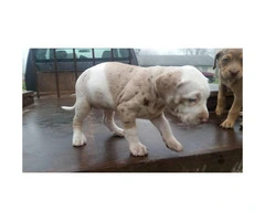 8 Catahoula puppies for sale - 5