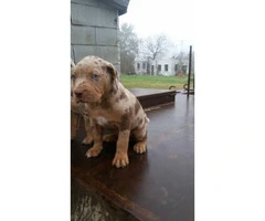 8 Catahoula puppies for sale - 6