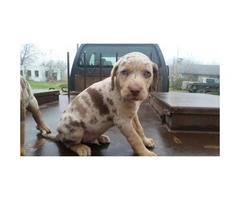 8 Catahoula puppies for sale - 7