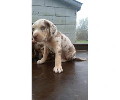 8 Catahoula puppies for sale - 8