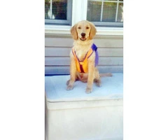 Golden retriever puppies for sale in PA - 3