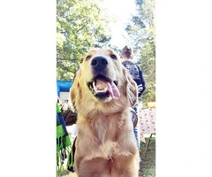 Golden retriever puppies for sale in PA - 4