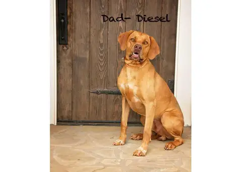 Rhodesian Ridgeback puppies - AKC Registered