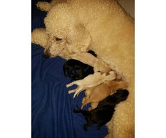 Labradoodle Puppies 8 Available with Various Colors - 2