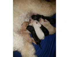 Labradoodle Puppies 8 Available with Various Colors - 3