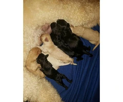 Labradoodle Puppies 8 Available with Various Colors - 4