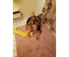 3 months old Yorkshire Terrier for Sale